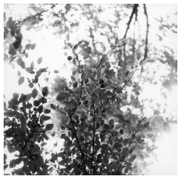 Photography b/w film 1970-79