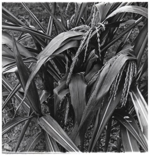 MASTER Archive photo 2.5 001 copy