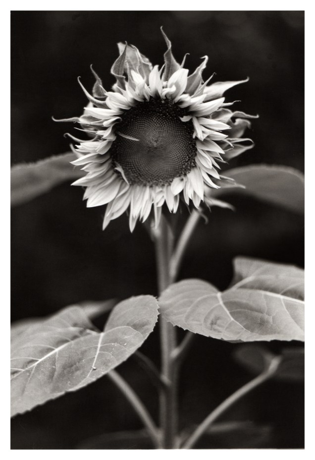 sunflower007