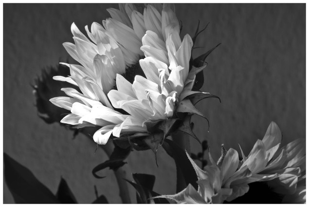 MASTER DSC_4131-Edit